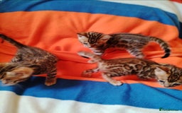 Bengal cats for sale: Bengals high guality kittens ready for new home  - Advert 6