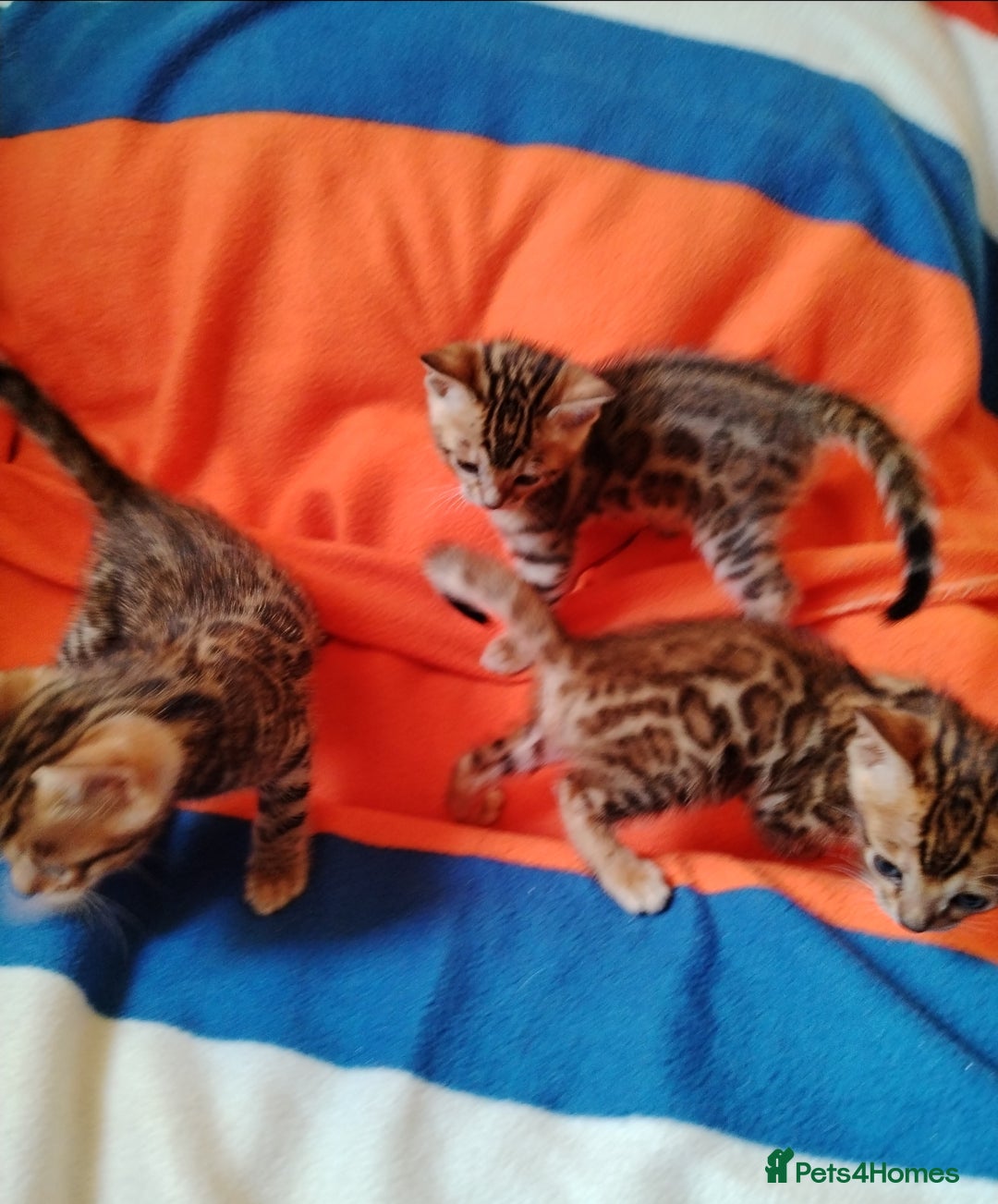 Bengal cats for sale: Bengals high guality kittens ready for new home  - Advert 6