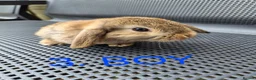 Mini Lop rabbits for sale: Adorable baby mini lop/ lion lop rabbits for sale - Advert 8