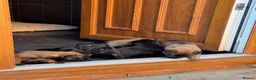 Belgian Shepherd Dog dogs for sale: "READY TO LEAVE" - Advert 7