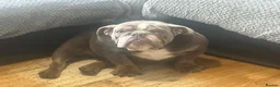 English Bulldog dogs for sale: lilac tri bulldog girl 9 months old - Advert 3