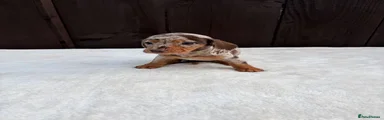 Miniature Dachshund 3