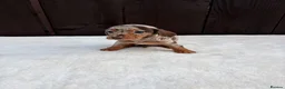 Miniature Dachshund dogs for sale: Dachshund puppies 2 boys 1 girl  - Advert 2