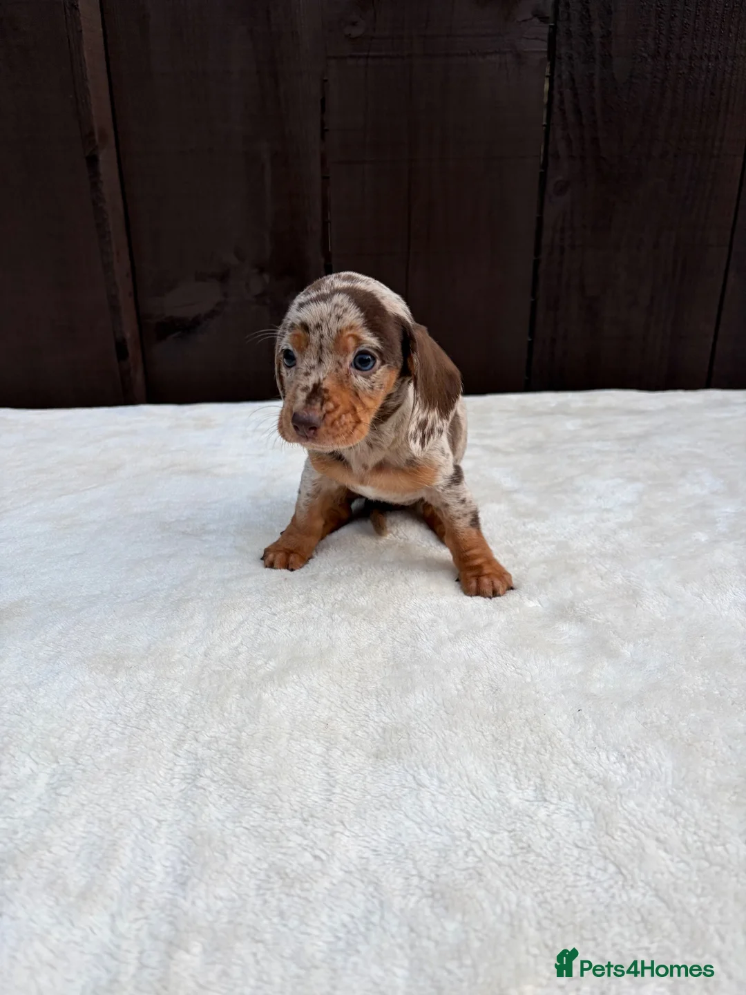 Miniature Dachshund dogs for sale: Dachshund puppies 2 boys 1 girl  - Advert 2