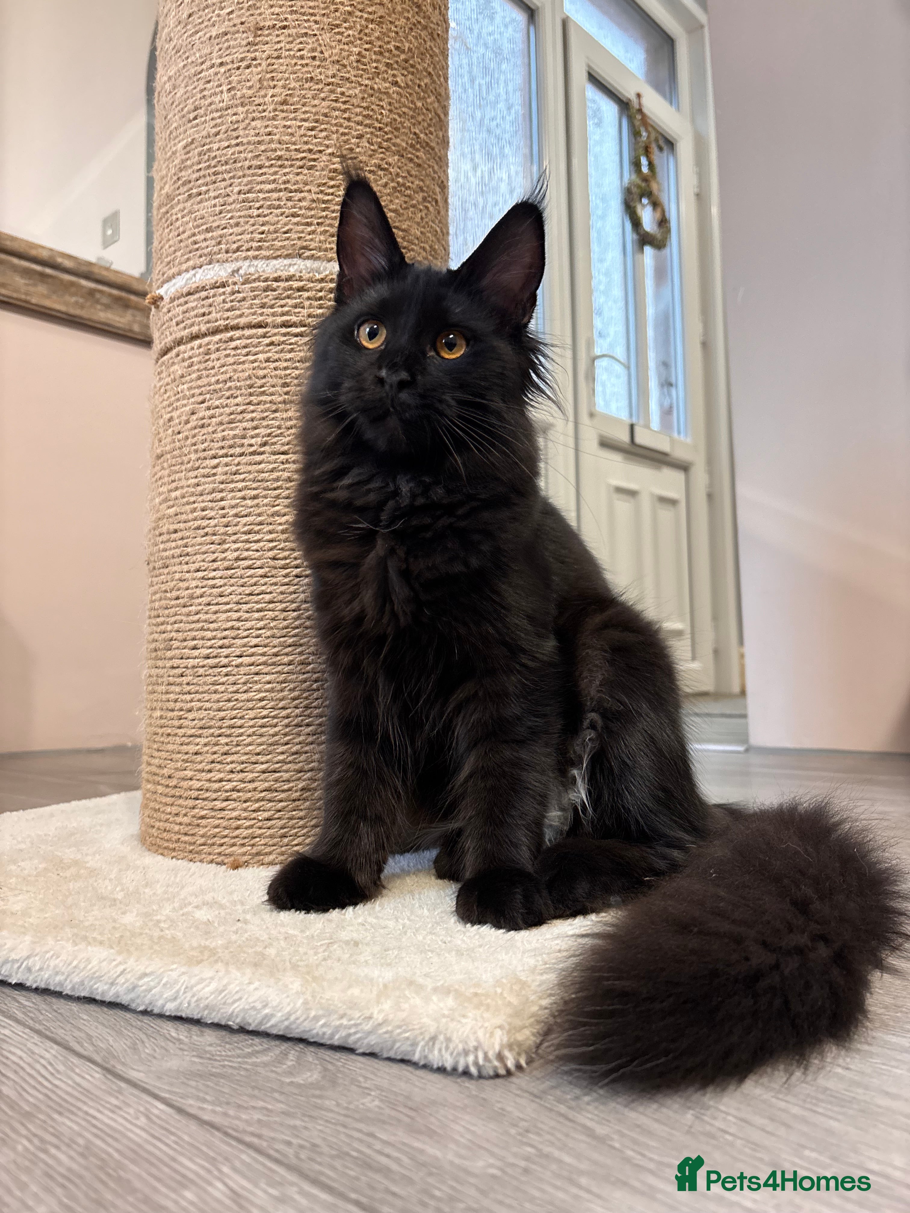 Maine Coon cats ✨2 GCCF Females Ready to go!✨ - Advert 2