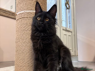 Maine Coon cats ✨2 GCCF Females Ready to go!✨ - Advert 5