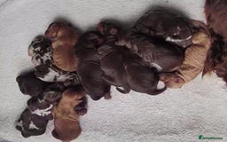 Miniature Poodle dogs for stud: 💥FOR STUD💥 CHOC MERLE PHANTOM MIN POODLE in Doncaster - Image 6