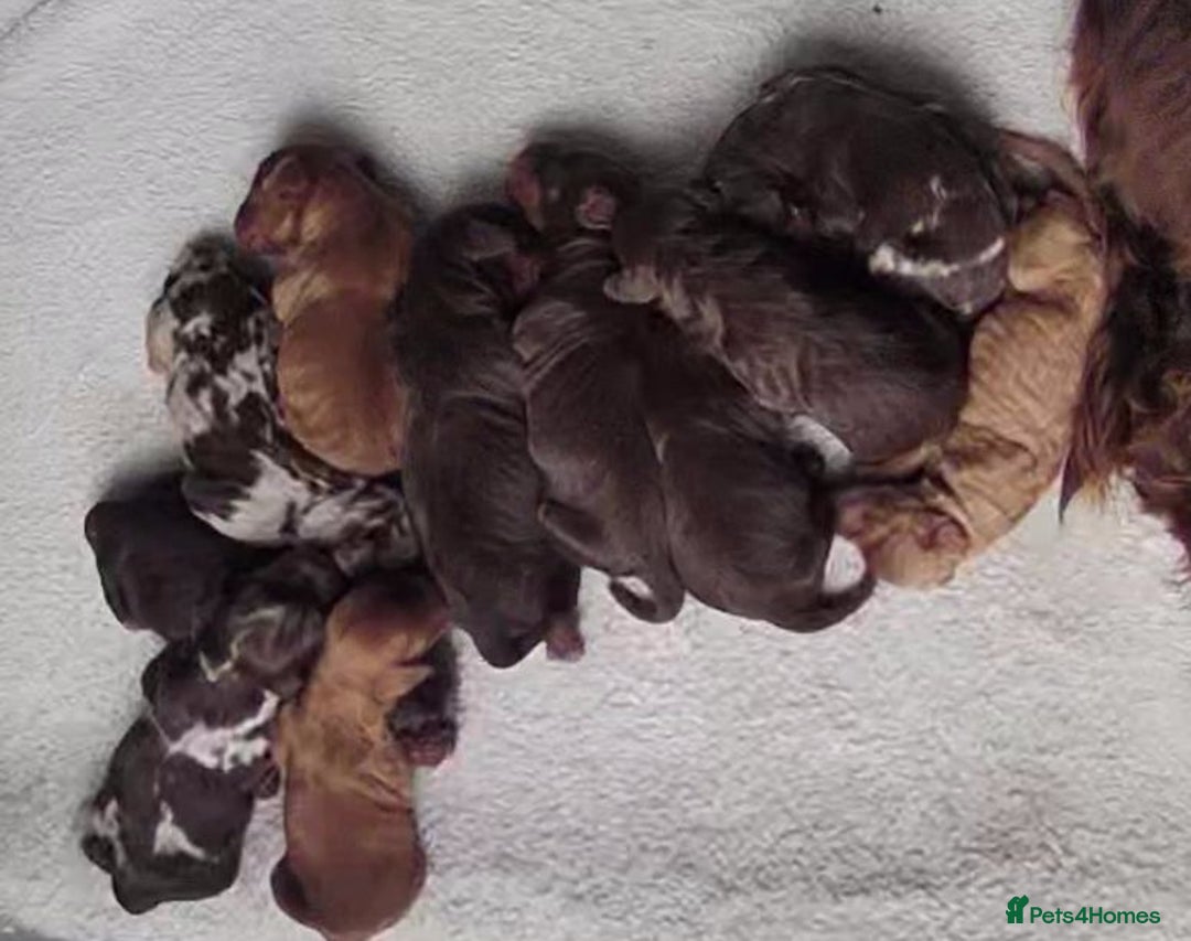 Miniature Poodle dogs for stud: 💥FOR STUD💥 CHOC MERLE PHANTOM MIN POODLE in Doncaster - Image 6