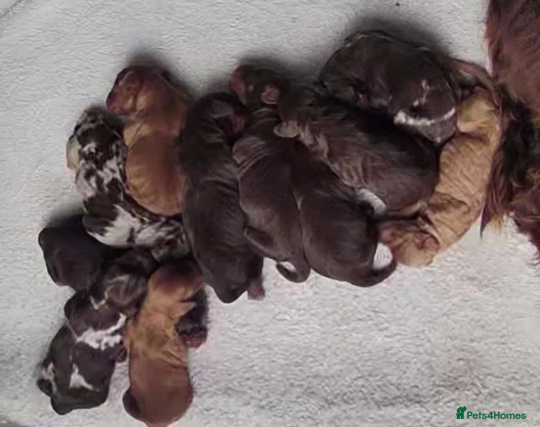 Miniature Poodle dogs for stud: 💥FOR STUD💥 CHOC MERLE PHANTOM MIN POODLE in Doncaster - Advert 6