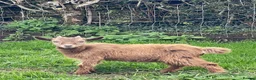 Goats livestock for sale: Pygmy goats for sale in Stoke-on-Trent - Advert 4