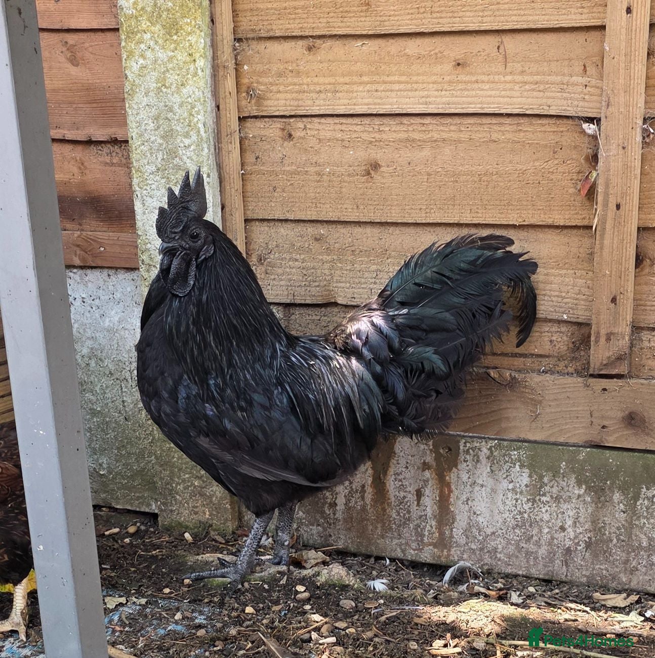 Chickens poultry Ayam Cemani cockeral  - Advert 2