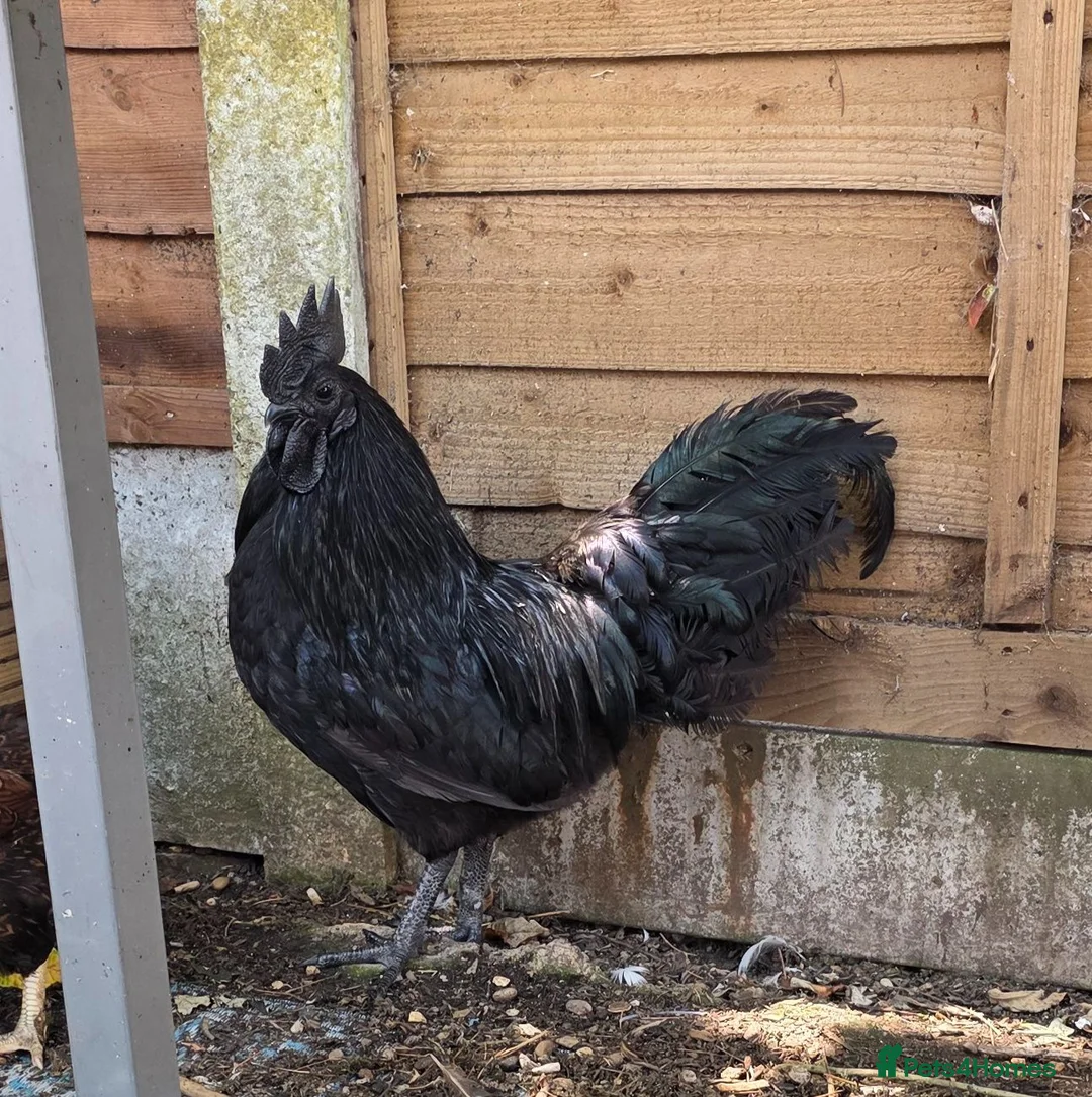 Chickens poultry for sale: Ayam Cemani cockeral  in Colchester - Advert 1