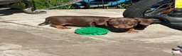 Miniature Dachshund dogs for sale: Miniature dachshund ready now  - Advert 5