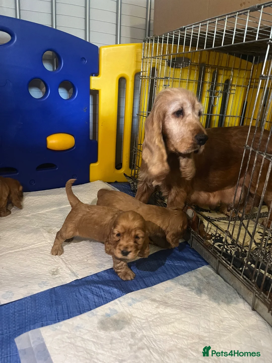 Cocker Spaniel dogs for sale: 7 gorgeous Cocker spaniel puppies  - Advert 1