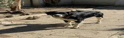 Mixed Breed dogs for adoption: Noddy – Gentle Medium-Sized Boy - Advert 13
