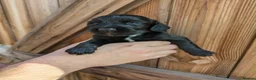 Cocker Spaniel dogs for sale: FTCH Sired KC Registered Cocker Spaniel Puppies - Advert 4