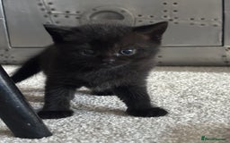British Shorthair cats for sale: Only 2 rare Black British Shorthair kittens left  - Image 1