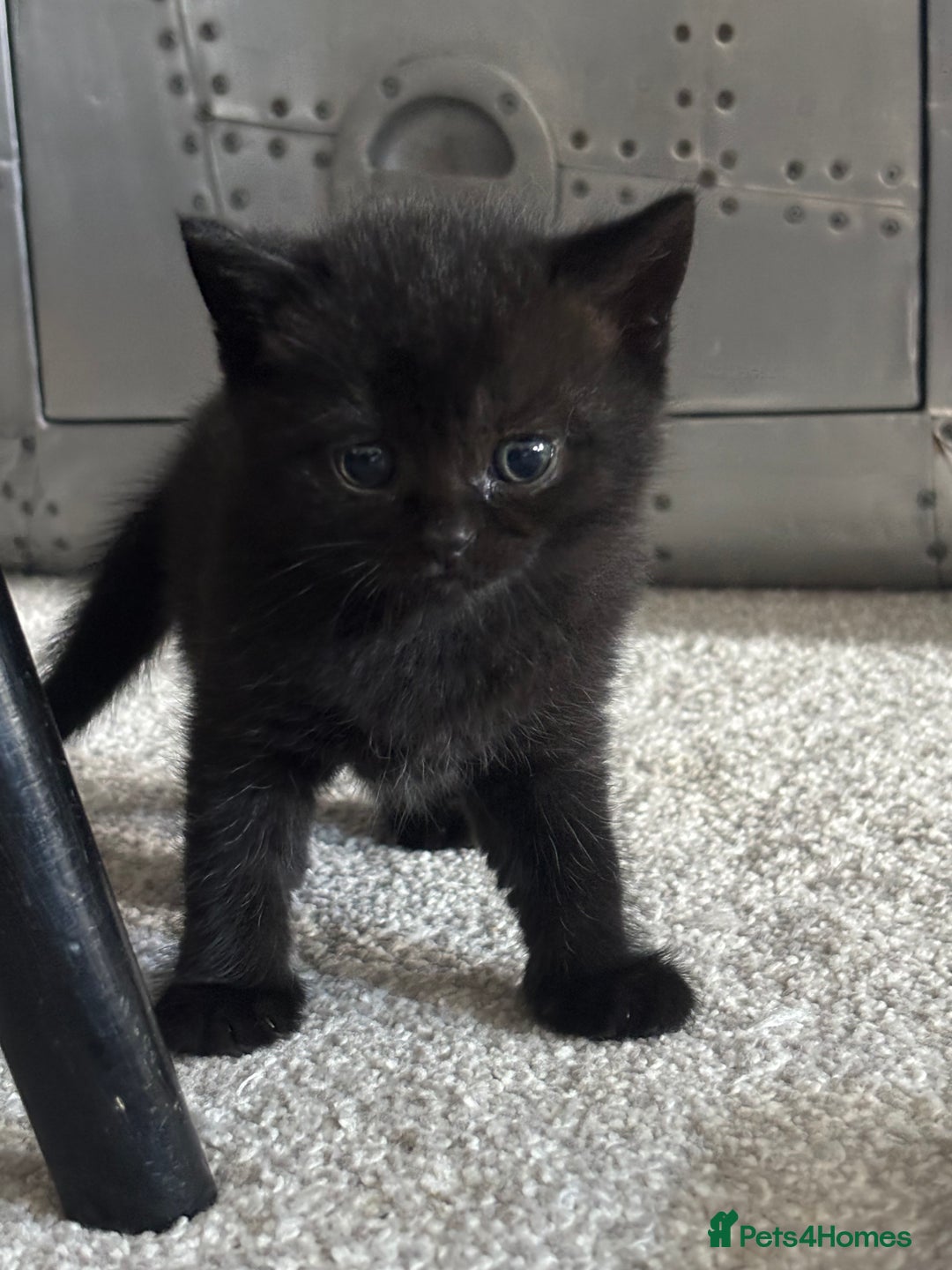 British Shorthair cats for sale: Only 2 rare Black British Shorthair kittens left  - Image 1