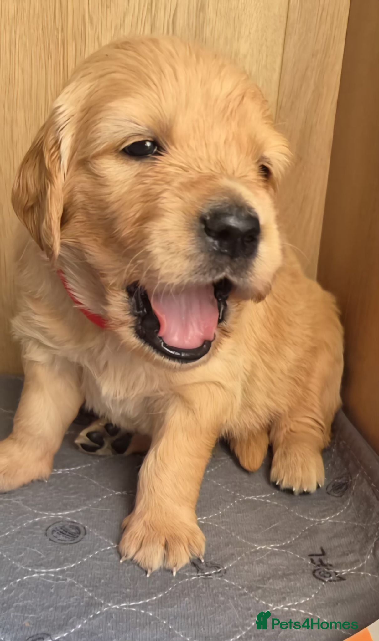 Golden Retriever dogs Golfen retriever puppies - Advert 1