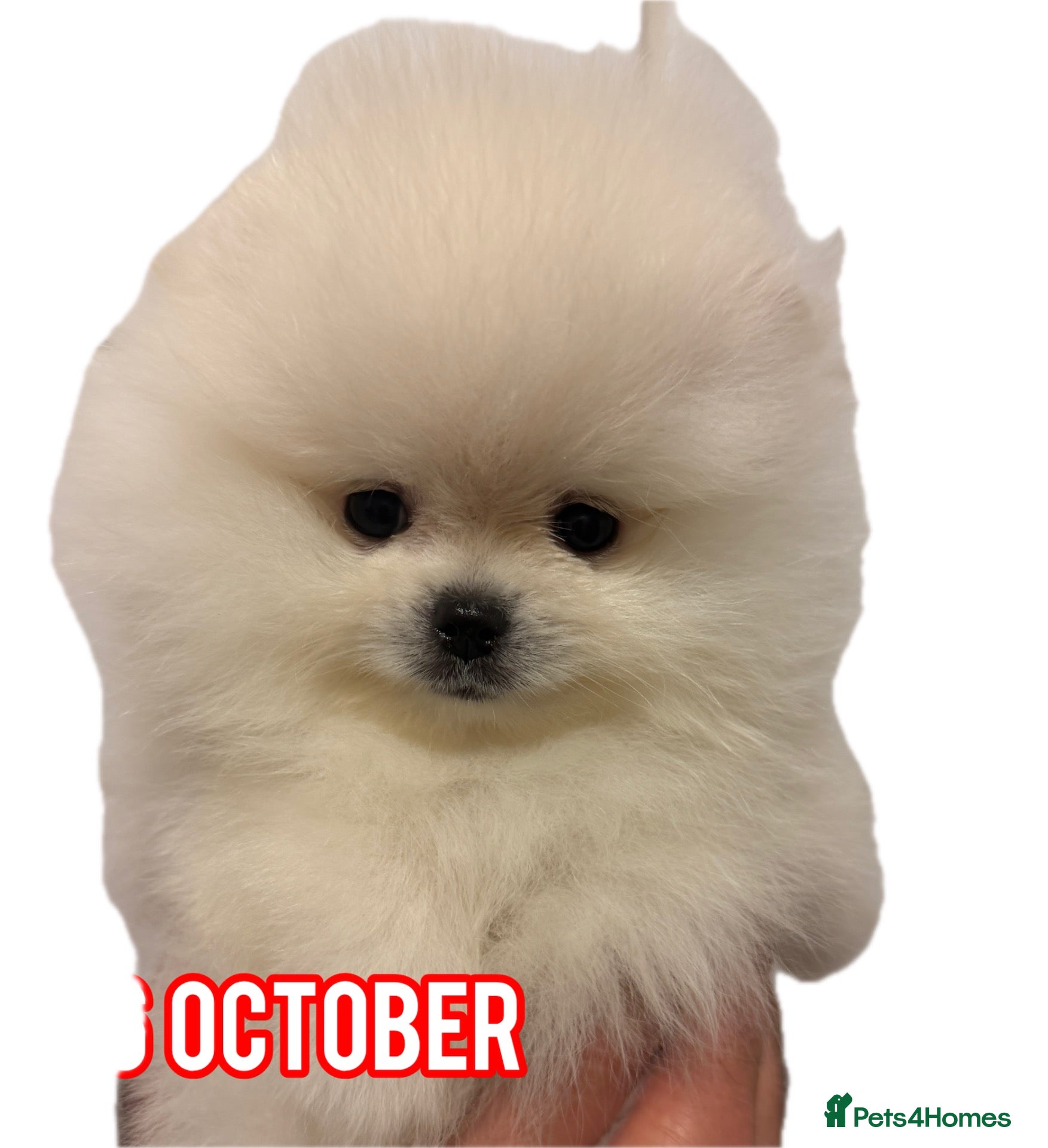Pomeranian dogs for sale: Beautiful White/Cream Pomeranian Puppies - Advert 1