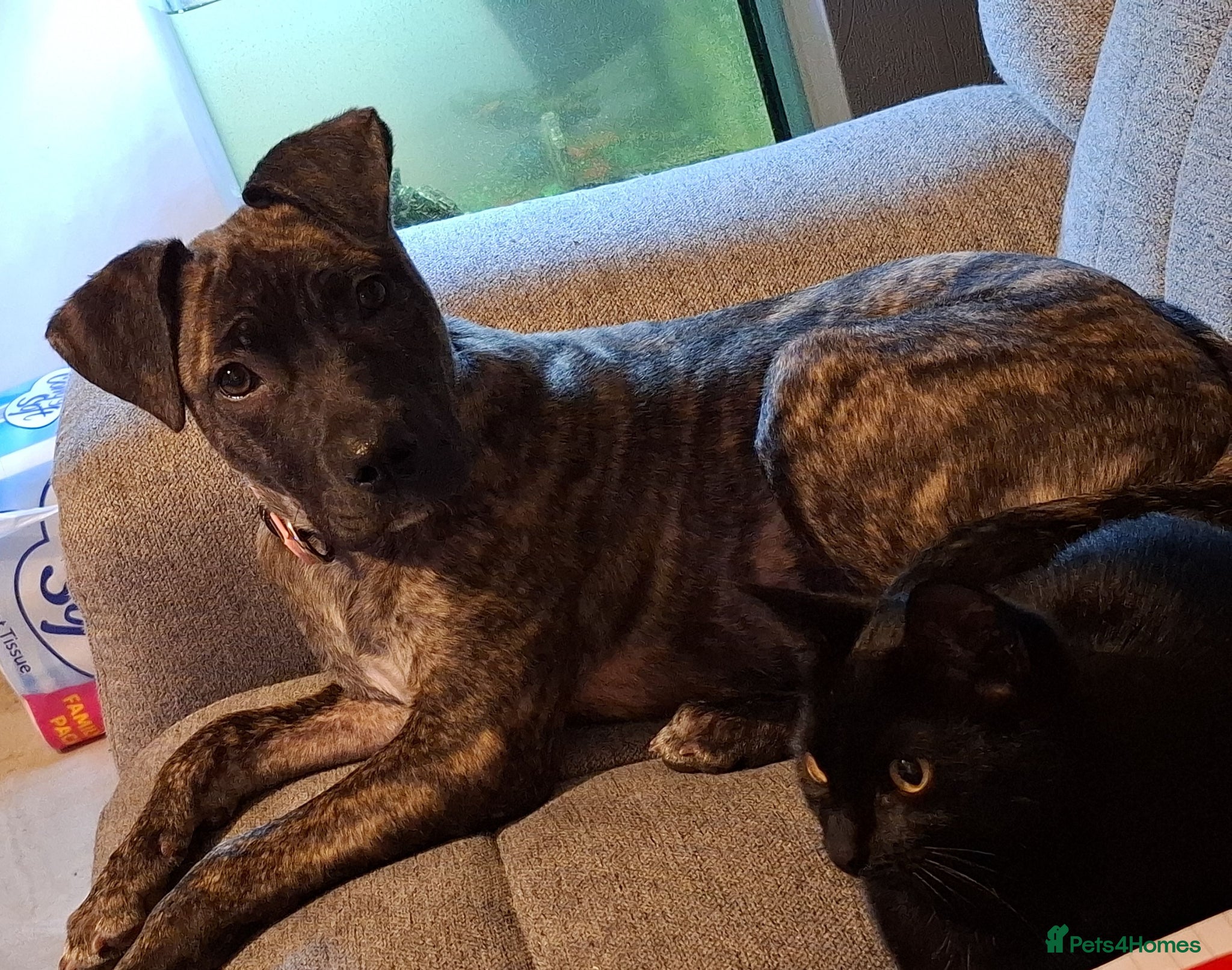Mixed Breed dogs Bailey - 7 month old cane corso x presa canaria - Advert 8