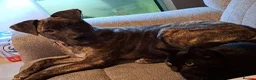 Mixed Breed dogs for sale: Bailey - 7 month old cane corso x presa canaria - Advert 1