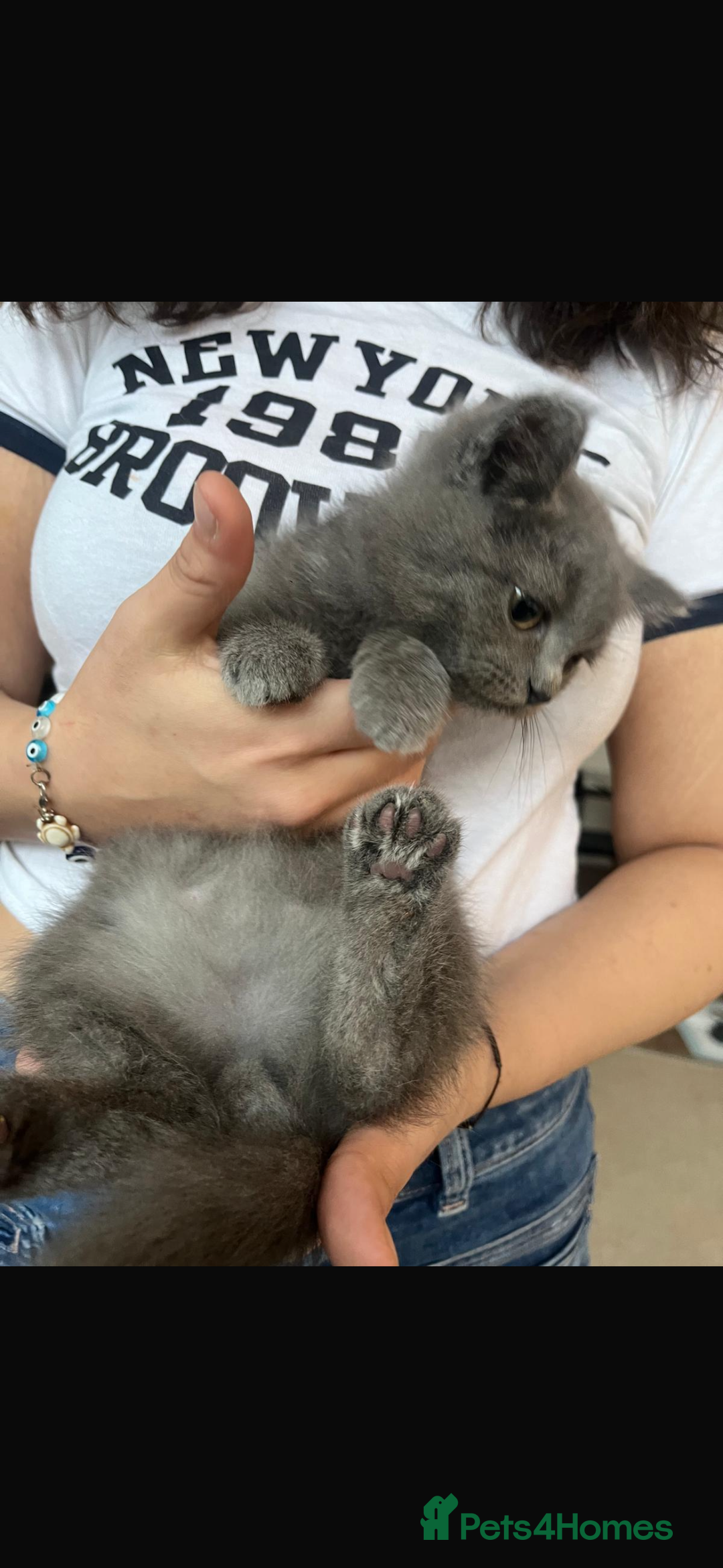 Mixed Breed cats for sale: Persian x Russian blue & British shorthair - Image 13