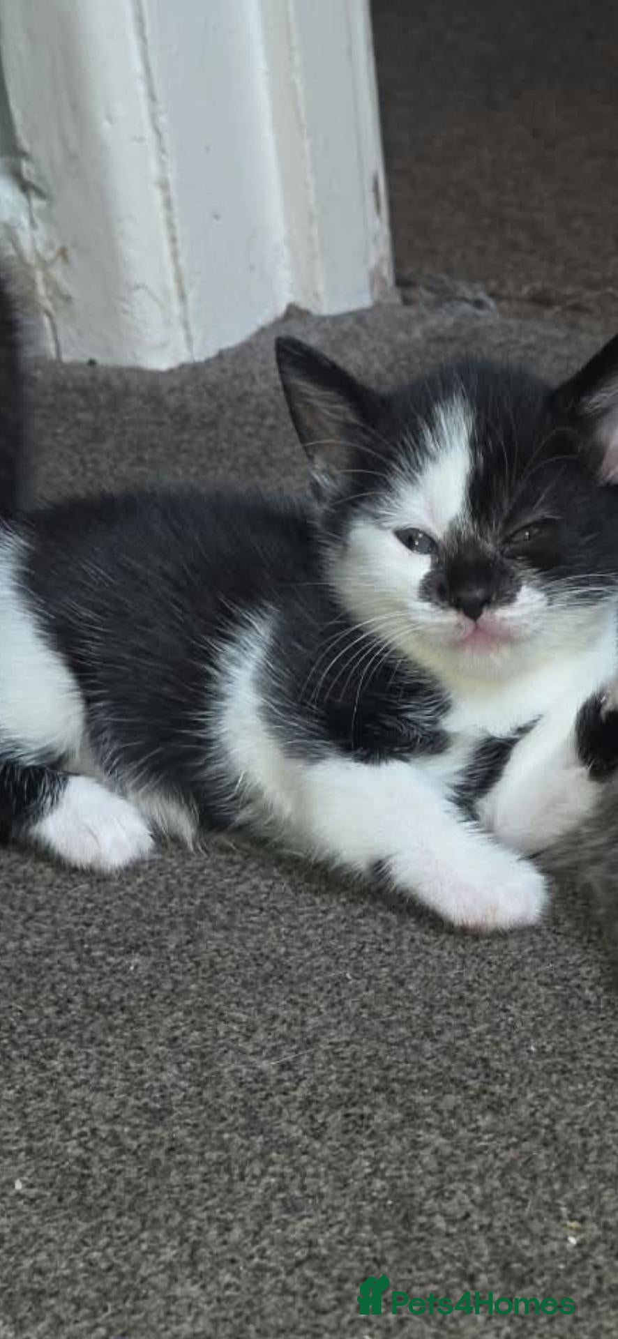 Mixed Breed cats Tabby and 2 black kittens - Advert 12