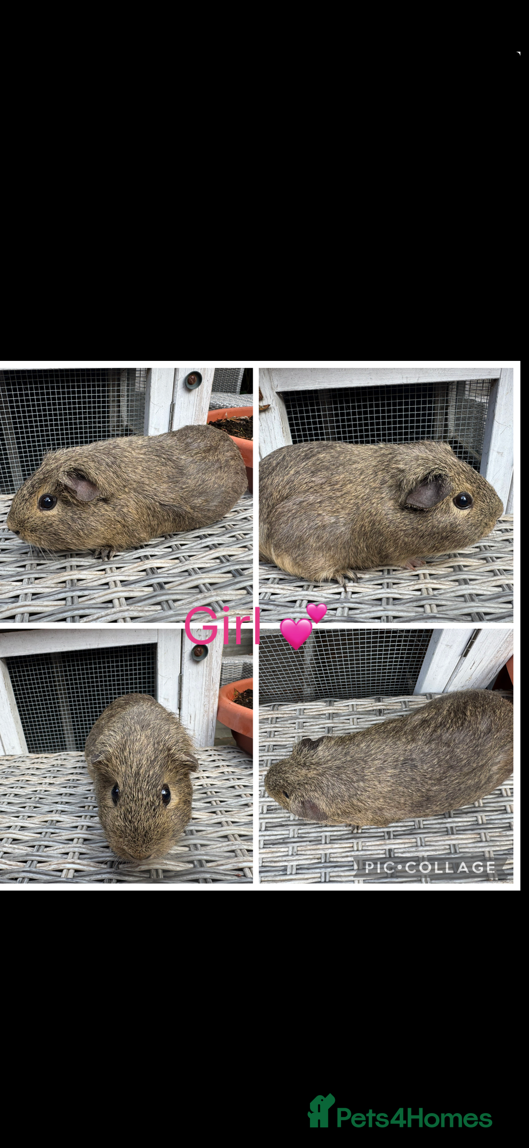 Guinea Pig rodents for sale: Mixture of Girl & Boy piggy’s looking for new laps - Advert 12