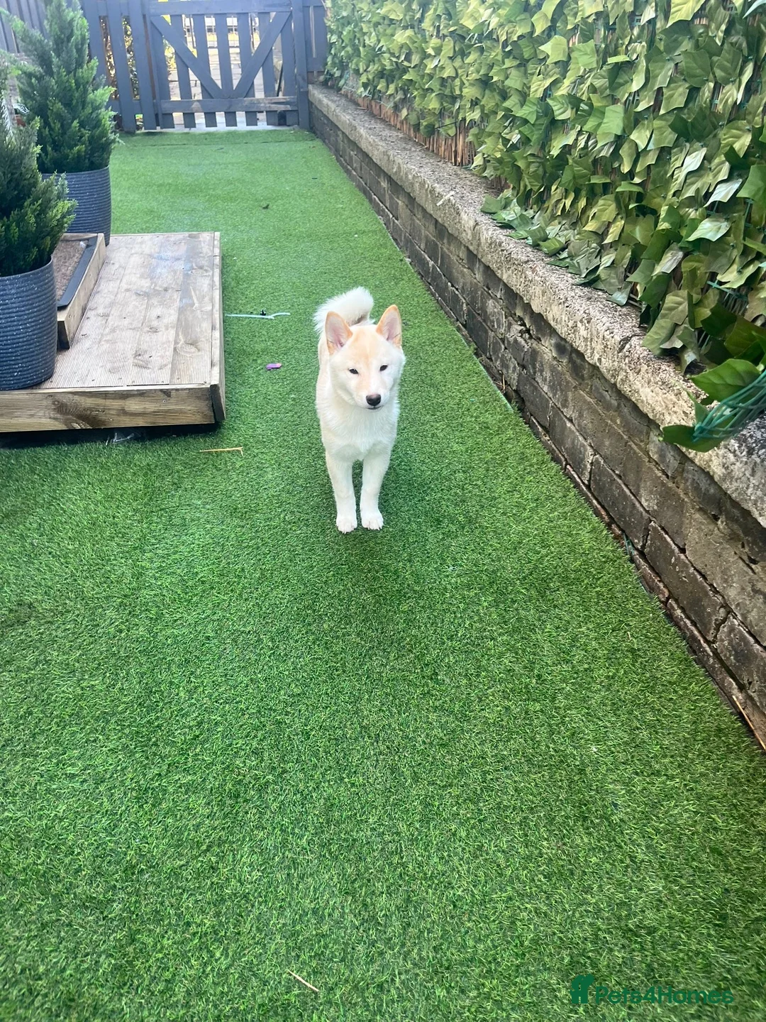 Japanese Shiba Inu dogs for sale: Cream Shiba Inu  - Advert 11