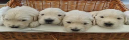 Golden Retriever dogs for sale: Gorgeous English Cream Golden Retriever Puppy's 🐾 - Advert 30