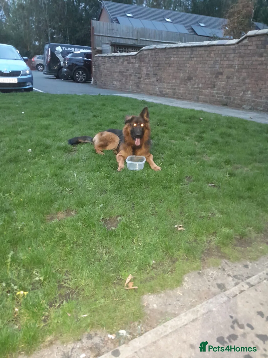 German Shepherd dogs for sale: Beautiful German Shepherd in Wednesbury - Advert 6