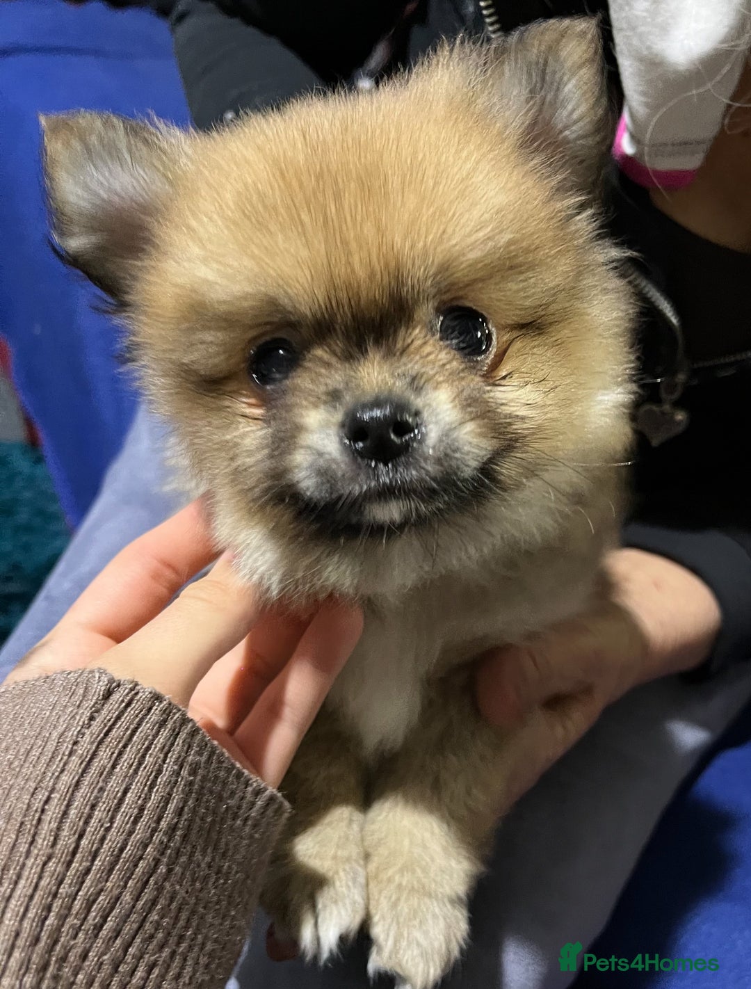 Pomeranian dogs for sale: Pom puppy for sale  - Image 16