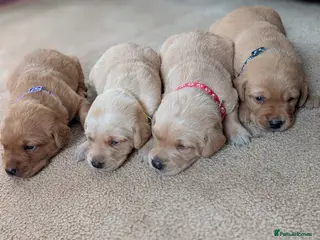 Labrador Retriever dogs 🔴🔥🔥🔴Fox Red Labrador Puppies 🔴🔥🔥🔴 - Advert 1