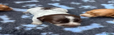 Cocker Spaniel 5