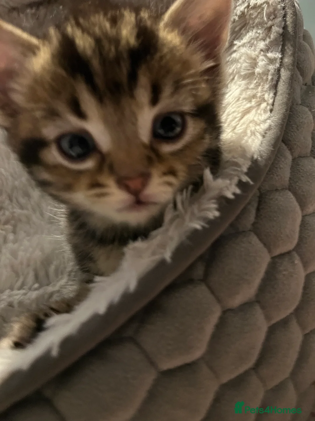 Mixed Breed cats for sale: Stunning Bengal & Tabby Male Kittenswith Blue eyes - Advert 1