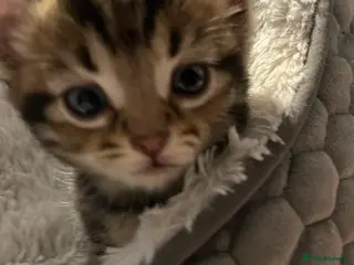 Mixed Breed cats Stunning Bengal & Tabby Male Kittenswith Blue eyes - Advert 2