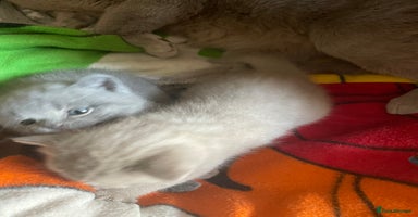 British Shorthair cats in Sheffield - Advert 6