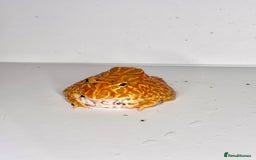 Frog reptiles for sale: Cute Strawberry Pac-Man frog  - Image 7