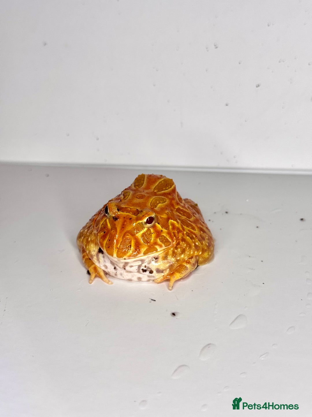 Frog reptiles for sale: Cute Strawberry Pac-Man frog  - Image 7