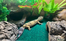 Leopard Gecko reptiles for sale: Leopard gecko vivarium and accessories for sale  - Image 5