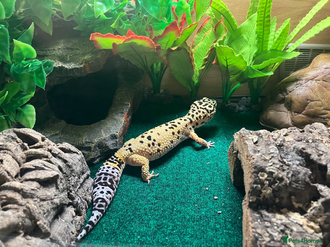 Leopard Gecko reptiles for sale: Leopard gecko vivarium and accessories for sale  - Image 5