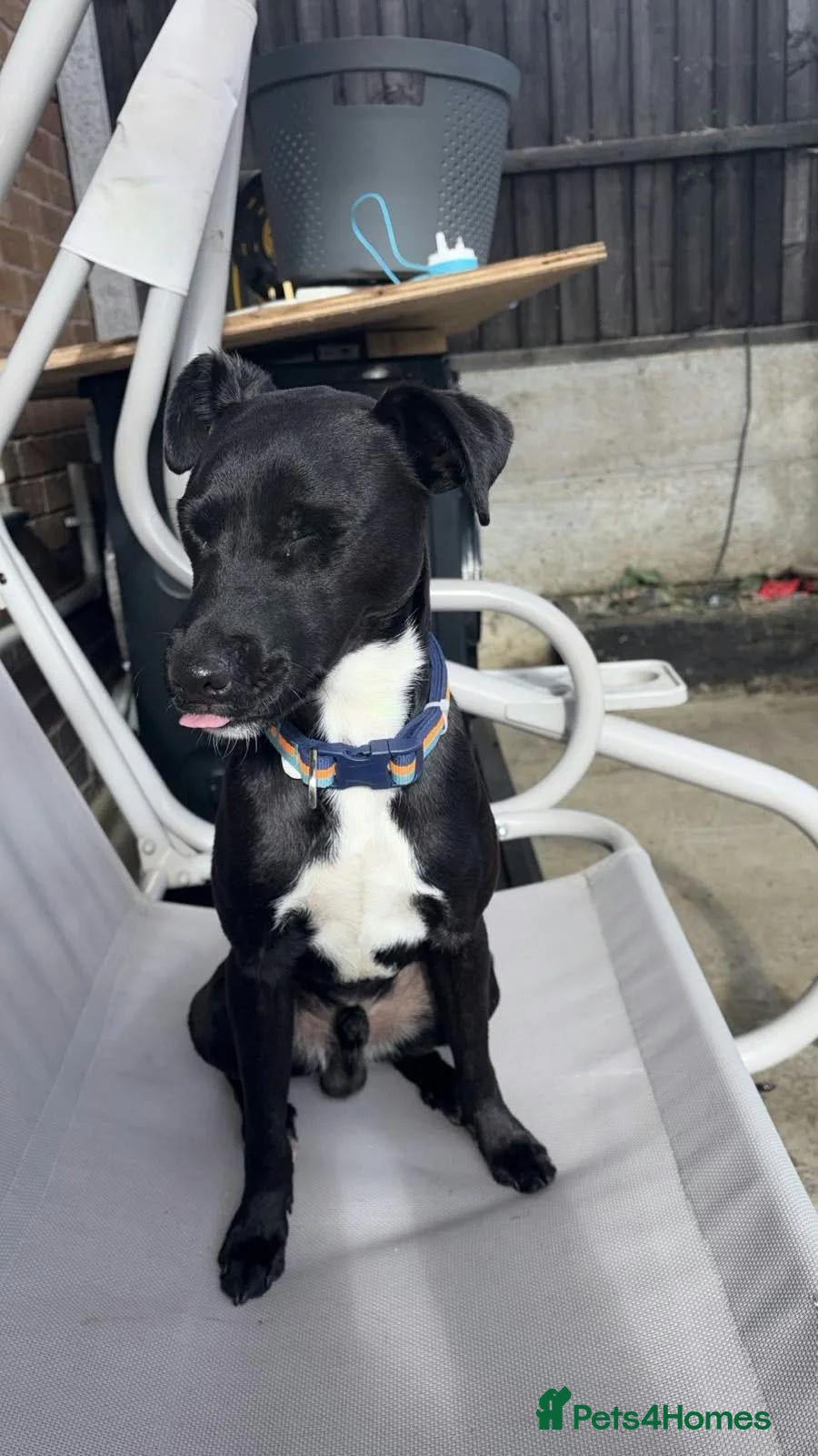 Patterjack dogs Oreo  - Advert 1