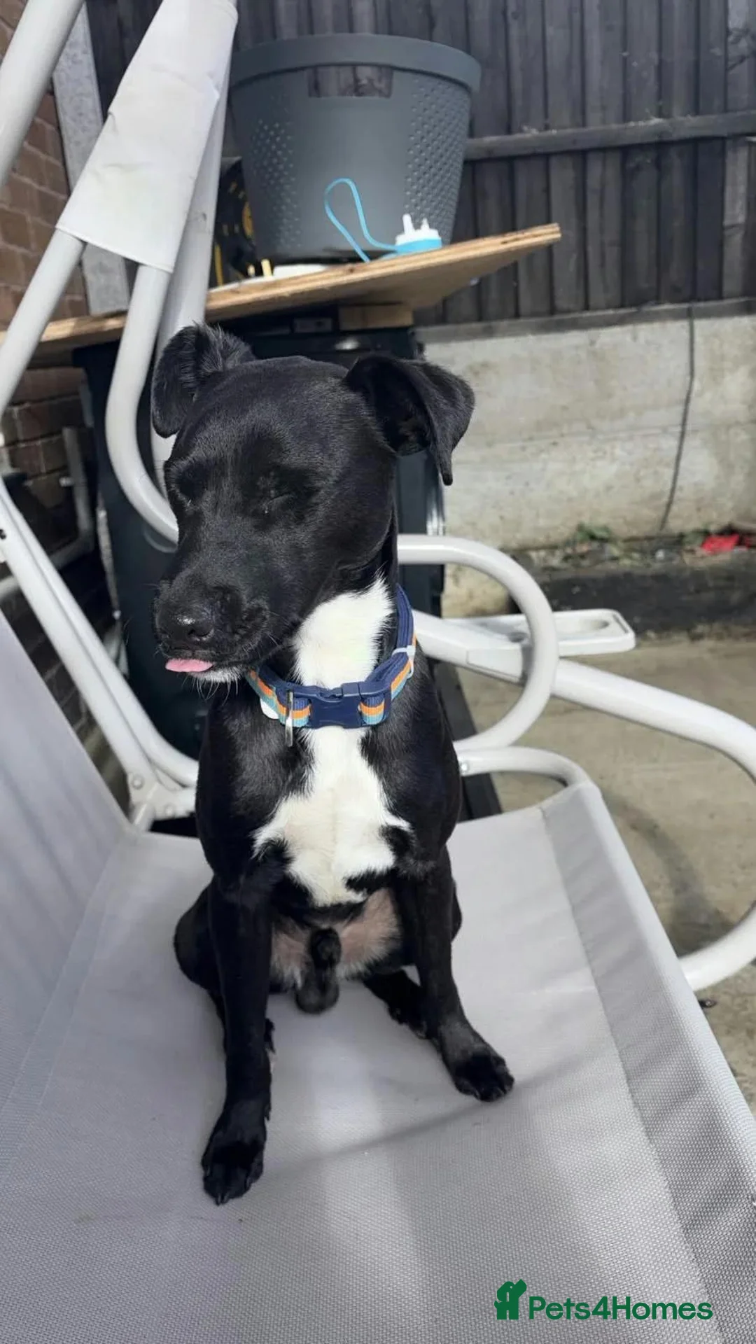 Patterjack dogs for adoption: Oreo  - Advert 1