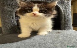 Maine Coon cats for sale: 🐾 Ragdoll × Maine Coon Kittens 🐾 - Image 26