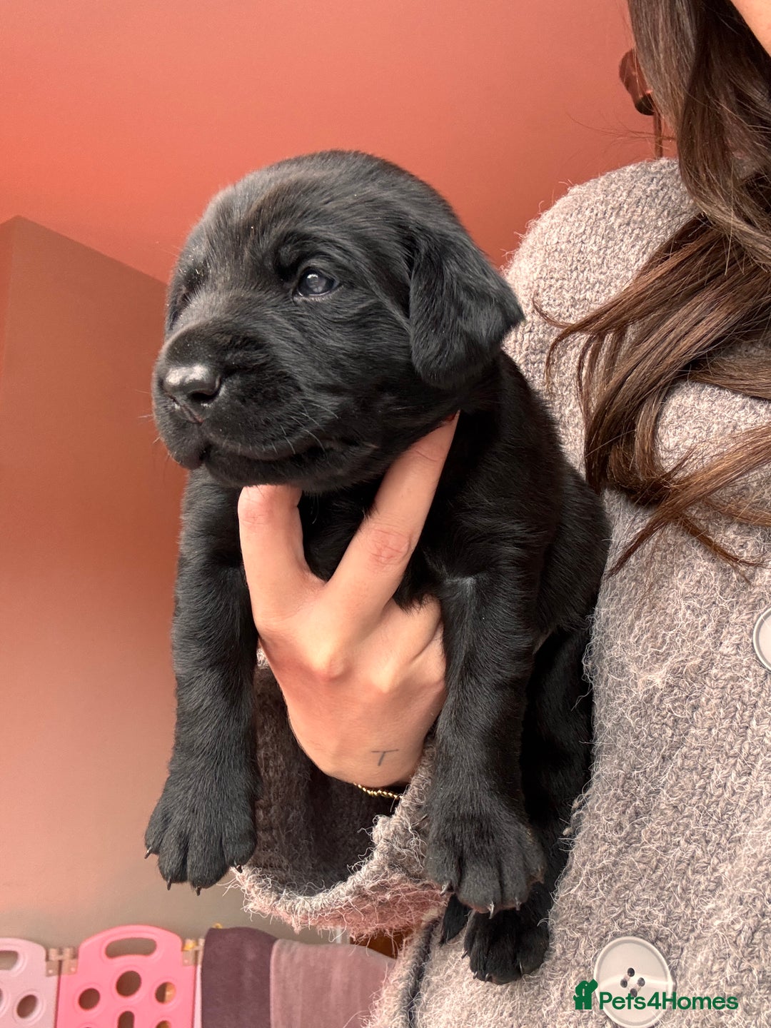 Labrador Retriever dogs for sale: Beautiful KC Labs / DRAKESHEAD - 1 BOY LEFT! - Advert 30