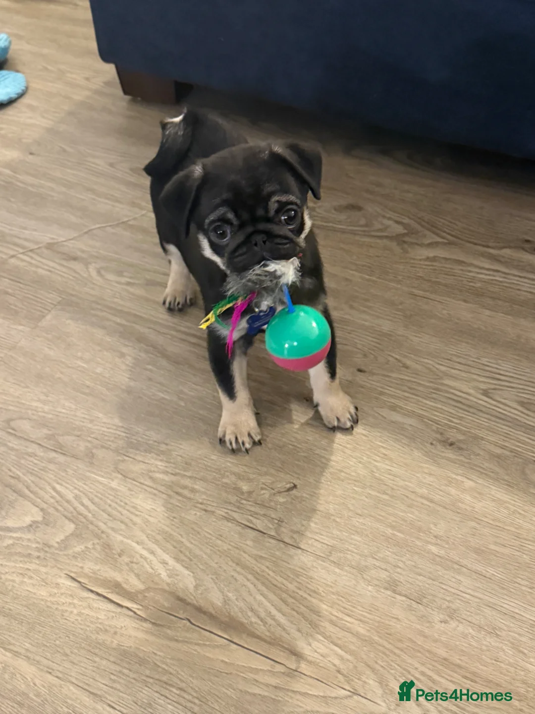 Pug dogs for sale: Black and Tan male pug  - Advert 1
