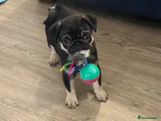 Pug dogs Black and Tan male pug - Advert 9