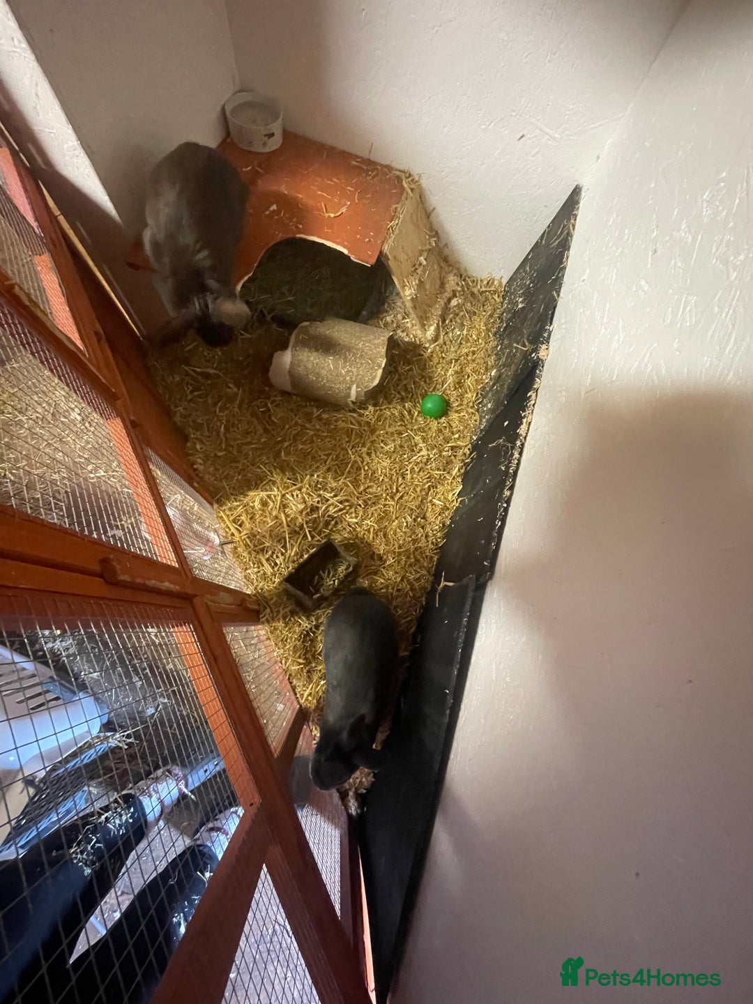 Rex rabbits for sale: Bonded females  - Advert 6