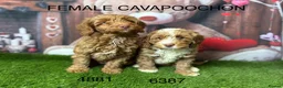Cavachon dogs for sale: Stunning Cavapoochon Puppies licensed breeder  - Advert 3